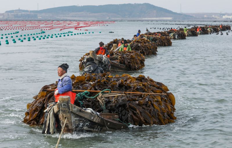 海关助荣成海带闯出双循环致富路图