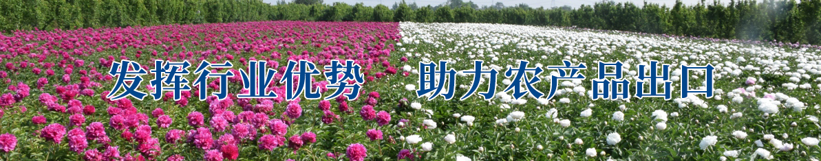 服务特色产业 促进外贸发展